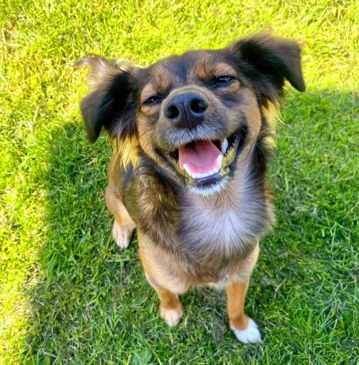 Polis Pound Dog Rescue